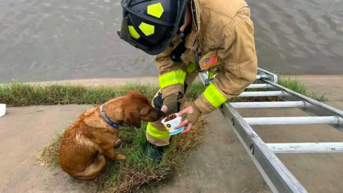 perro rescatado